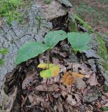 Fagus orientalis