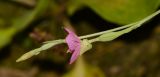 Oenothera rosea