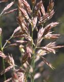 Festuca sphagnicola