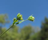 Bupleurum brachiatum. Верхушка отцветающей веточки. Краснодарский край, Абинский р-н, склон горы Западный Папай. 02.09.2016.