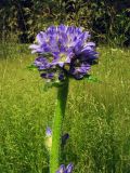 Campanula cervicaria. Верхушка побега с соцветиями. Свердловская обл., окр. г. Североуральск, злаково-разнотравная поляна в сосново-еловом лесу. 08.07.2007.