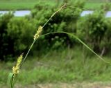 Carex raddei