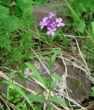 Hesperis sibirica. Верхушка цветущего растения. Иркутская обл., Шелеховский р-н, окр. с. Шаманка, подножие Шаманского утёса. 11.06.2016.