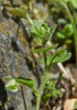 Veronica hederifolia