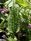 Pulmonaria officinalis. Лист. Москва, Воронцовский парк, лужайка в дубовой роще, в культуре или одичавшее. 15.05.2017.