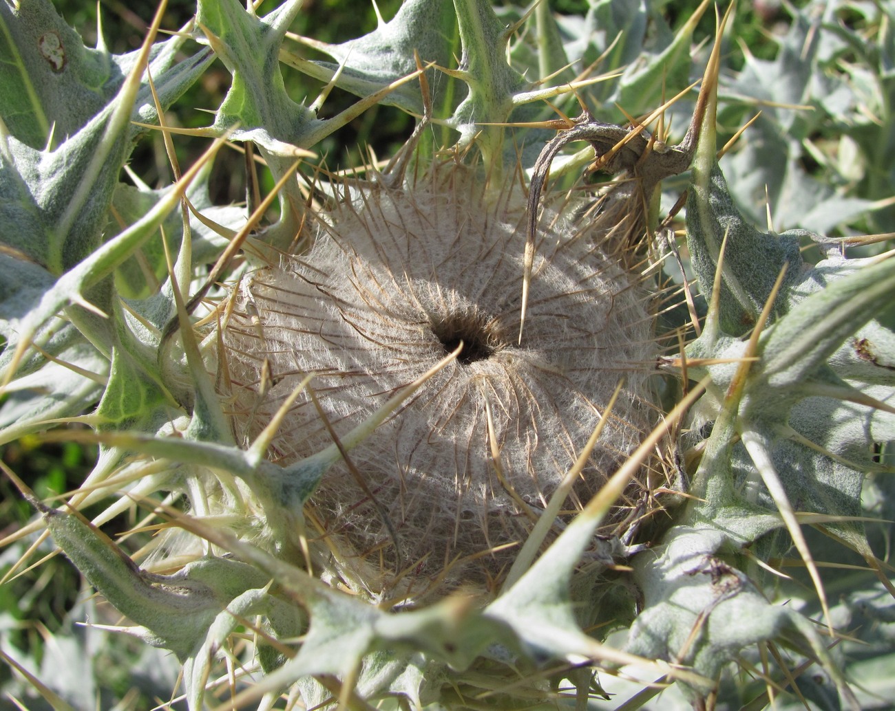 Изображение особи Cirsium cephalotes.