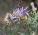 Centaurea diffusa