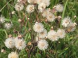 Erigeron acris