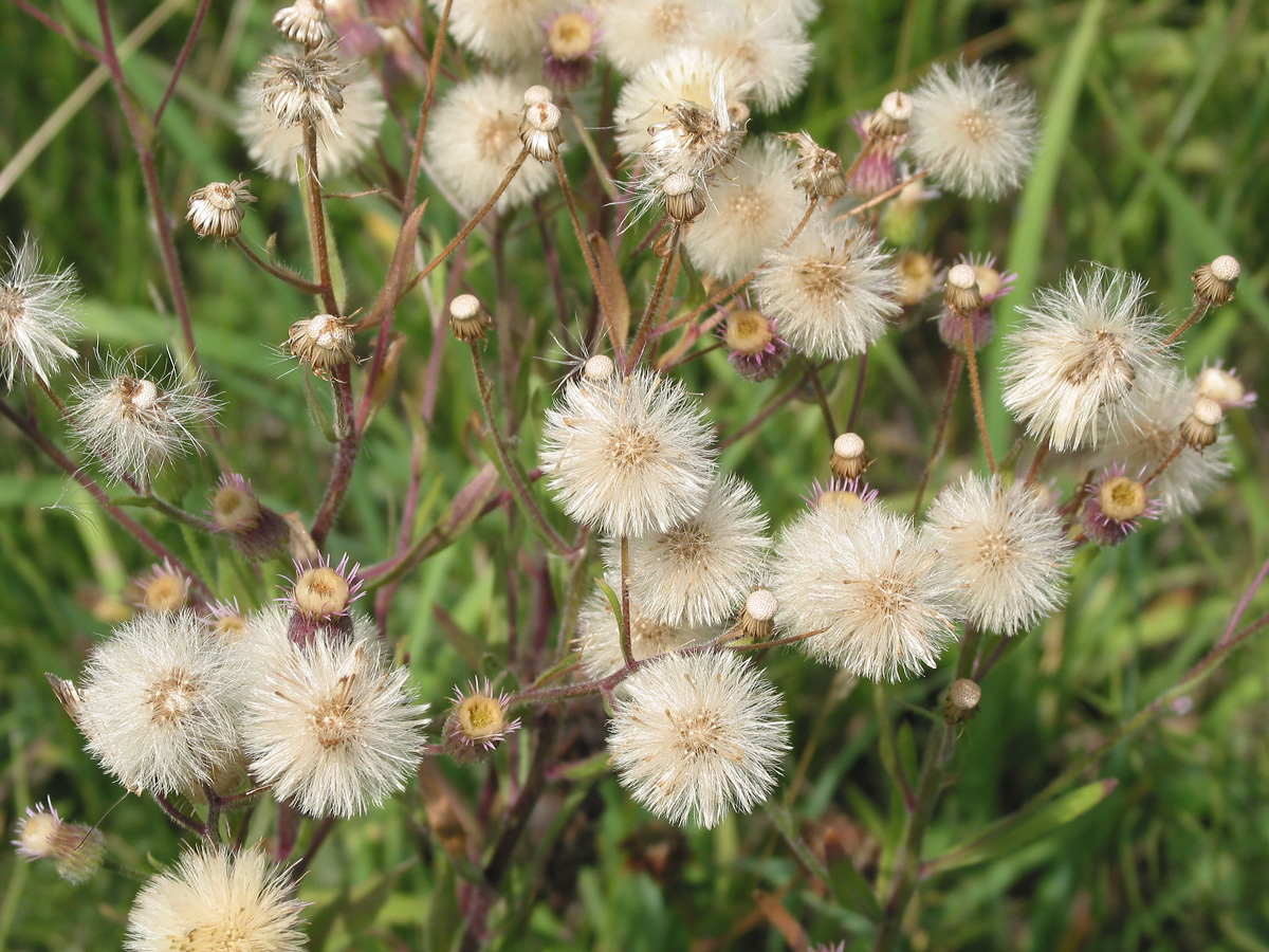 Изображение особи Erigeron acris.