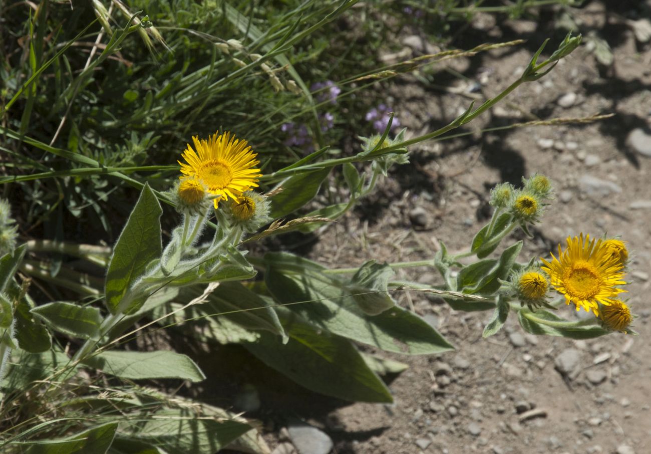 Изображение особи Inula oculus-christi.