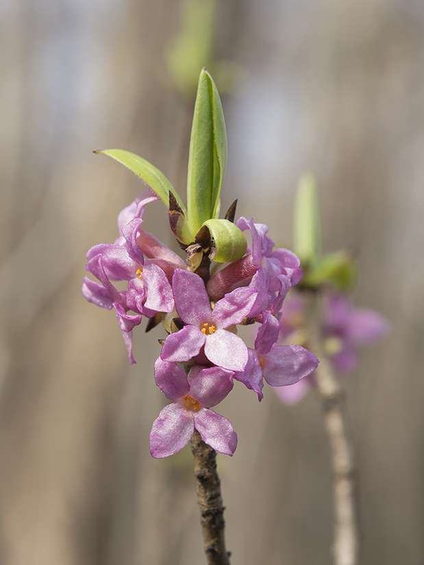 Изображение особи Daphne mezereum.