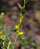 Genista tinctoria