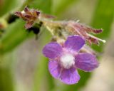 Anchusa azurea. Цветок. Узбекистан, Кашкадырьинская обл., на склоне при спуске с Китабского перевала. 30.04.2018.