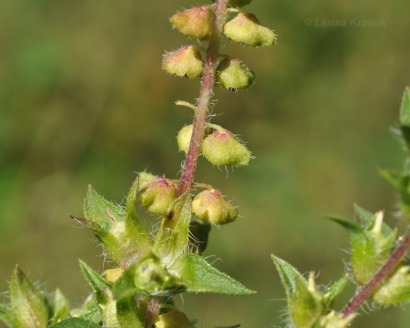 Изображение особи Ambrosia artemisiifolia.