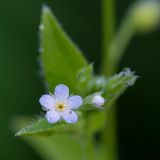 Myosotis sparsiflora. Цветок и бутон в каплях росы. Кировская обл., г. Кирово-Чепецк, лесопарк. 24.06.2018.