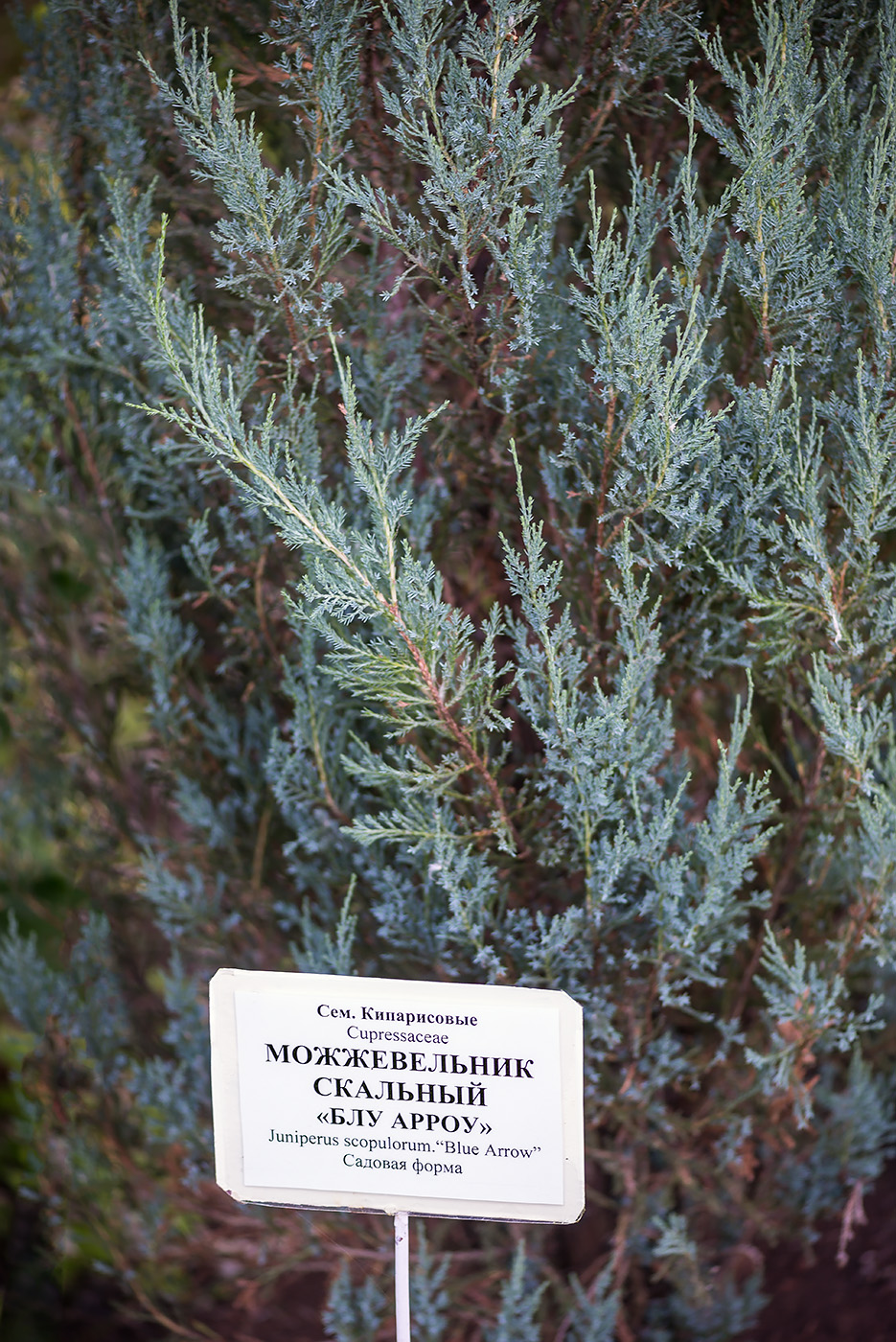 Изображение особи Juniperus scopulorum.