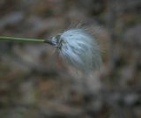 Eriophorum vaginatum. Верхушка побега с соплодием. Пермский край, Краснокамский р-н, сосново-пушицево-кустарничково-сфагновое болото. 17.06.2018.