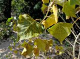 Populus nigra. Верхушка побега с поражением ржавчинными грибами. Татарстан, г. Казань, правый берег р. Казанка, песчаный пляж. 24.08.2019.