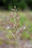 Calamagrostis epigeios