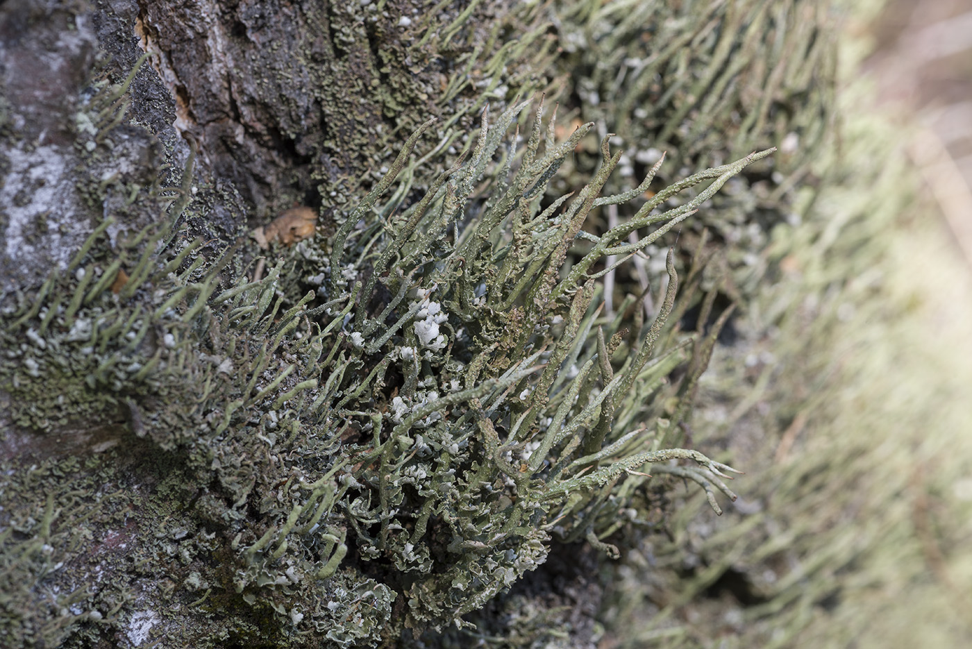 Изображение особи Cladonia cornuta.