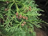 Chamaecyparis lawsoniana