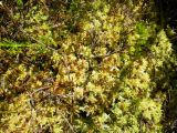 Sphagnum molle