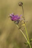 Centaurea scabiosa