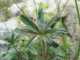 Alchemilla sericea