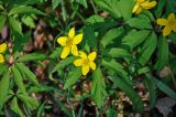 Anemone ranunculoides. Верхушка цветущего растения. Самарская обл., Жигулёвский заповедник, гора Стрельная, опушка широколиственного леса. 02.05.2021.