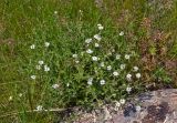 Stellaria dichotoma