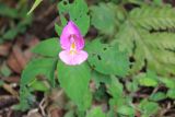 Impatiens tuberosa