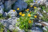 Ranunculus oreophilus