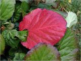 Bergenia crassifolia