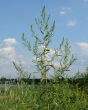 Artemisia dracunculus