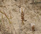 Orobanche pubescens. Цветущие растения. Краснодарский край, м/о Анапа, пос. Витязево, ул. Скифская, дюна около пустыря. 16.06.2021.