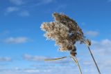 Phragmites australis. Верхушки сухих прошлогодних побегов с соплодиями. Ленинградская обл., окр. пос. Большая Ижора, берег Финского залива, гребень песчаного берегового вала. 02.04.2023.