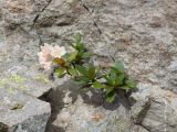 Rhododendron caucasicum