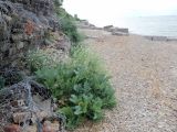 Crambe maritima