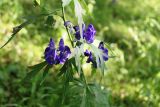 Aconitum kusnezoffii