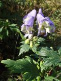 Aconitum sczukinii