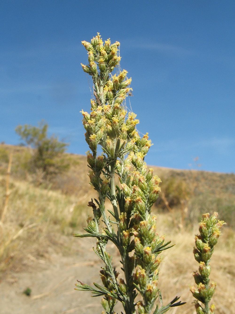 Изображение особи Artemisia karatavica.