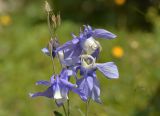 Aquilegia olympica