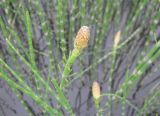 Equisetum fluviatile