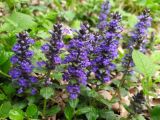 Ajuga reptans. Соцветия. Краснодарский край, городской округ Сочи, Центральный р-н, Мамайский лесопарк, смешанный лес, у дороги. 22.04.2021.