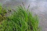 Carex acuta