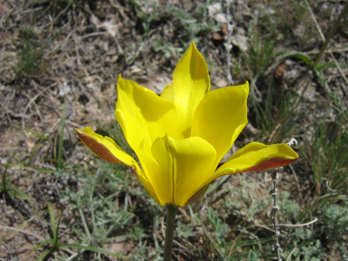 Image of Tulipa tetraphylla specimen.