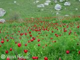 Paeonia tenuifolia. Аспект цветущих растений. Крым, окр. Белогорска, балка Красная. 12 мая 2011 г.