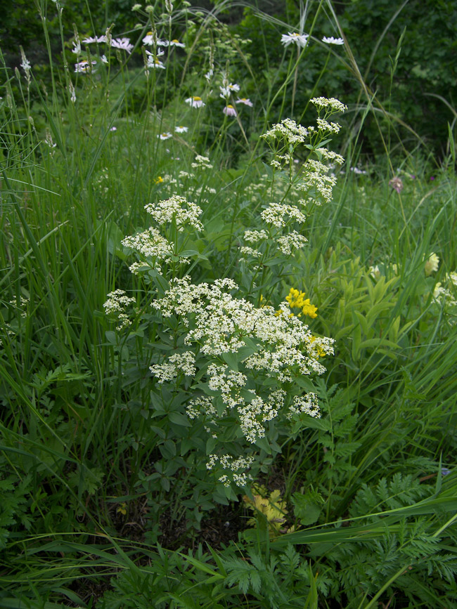 Image of Galium valantioides specimen.