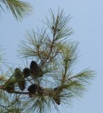 Pinus brutia