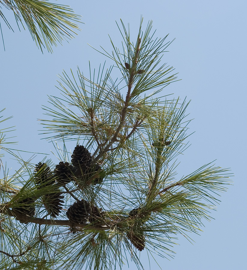 Image of Pinus brutia specimen.
